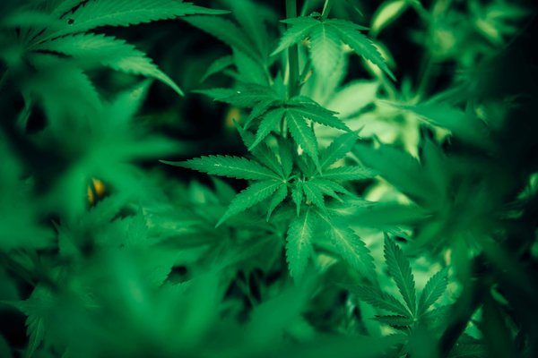 Les 5 critères indispensables pour sélectionner des fleurs de chanvre